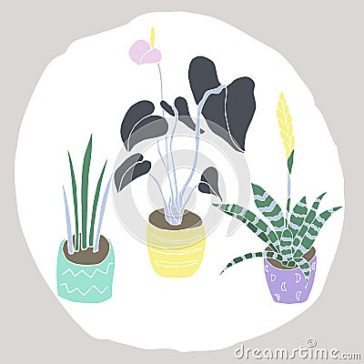 House plants set. Cartoon Illustration